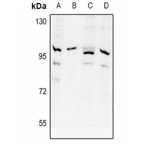 APPL1 Rabbit Polyclonal Antibody