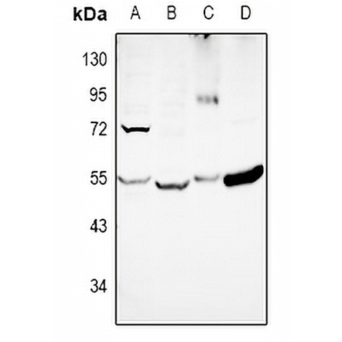 DKK3 Rabbit Polyclonal Antibody
