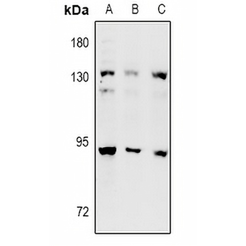 DNA Polymerase iota Rabbit Polyclonal Antibody