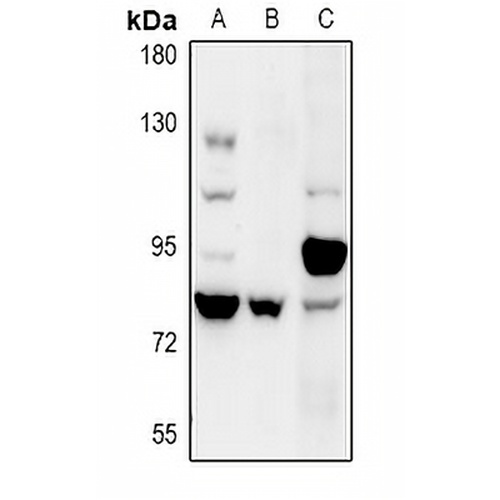 COP1 Rabbit Polyclonal Antibody