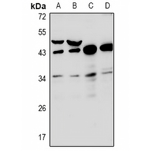 RNF144B Rabbit Polyclonal Antibody