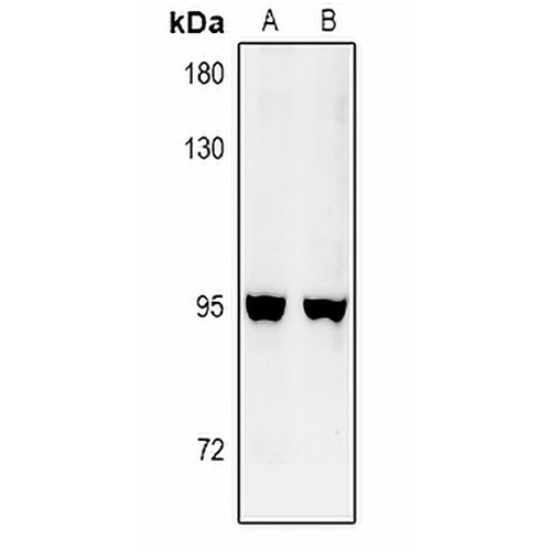 GFM2 Rabbit Polyclonal Antibody