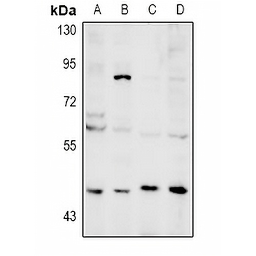 NEIL1 Rabbit Polyclonal Antibody