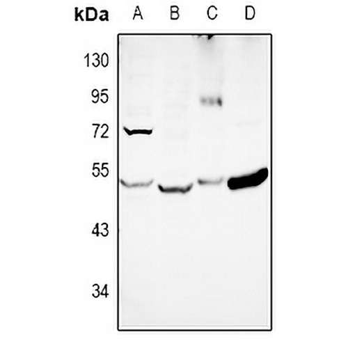 EIF2S2 Rabbit Polyclonal Antibody