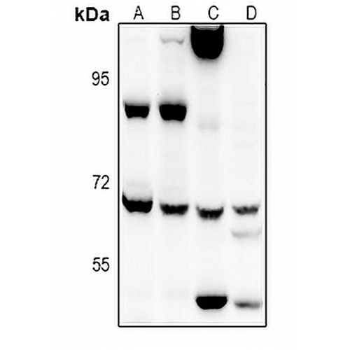 EIF2AK1 Rabbit Polyclonal Antibody