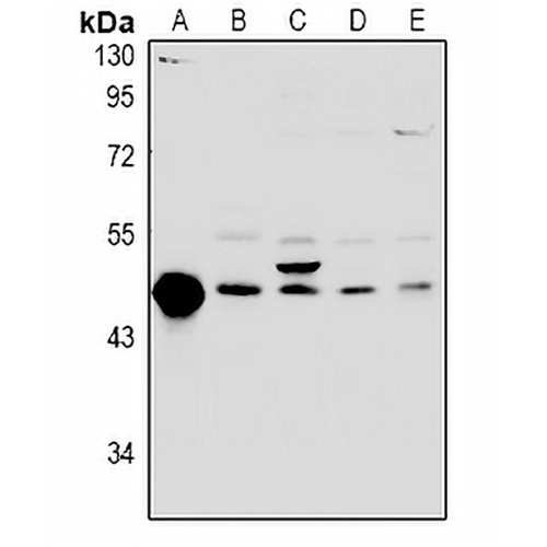 FKBPL Rabbit Polyclonal Antibody
