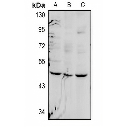 FOXD4 Rabbit Polyclonal Antibody