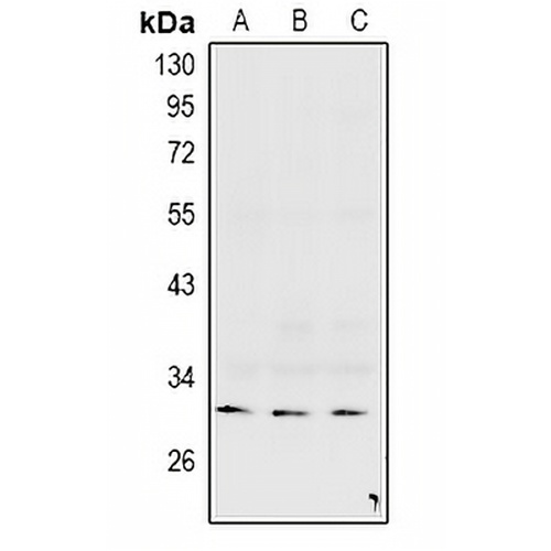 Connexin 31.3 Rabbit Polyclonal Antibody
