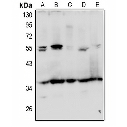 GRTP1 Rabbit Polyclonal Antibody