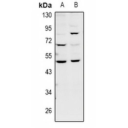 GDF7 Rabbit Polyclonal Antibody