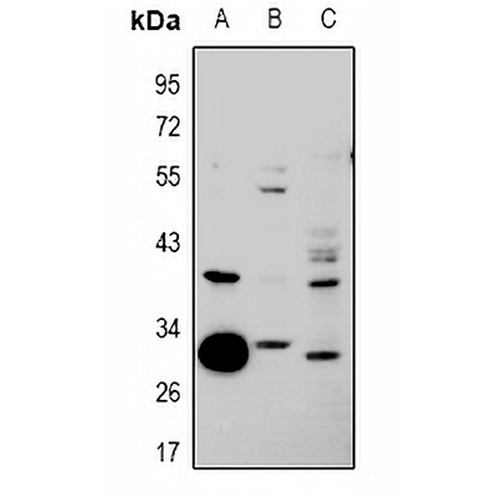 hnRNP CL1 Rabbit Polyclonal Antibody