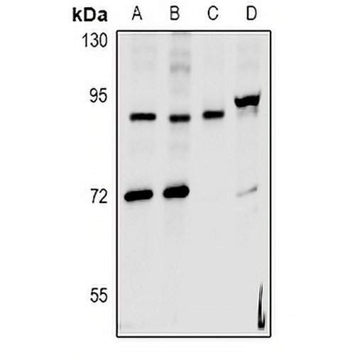 hnRNP UL2 Rabbit Polyclonal Antibody