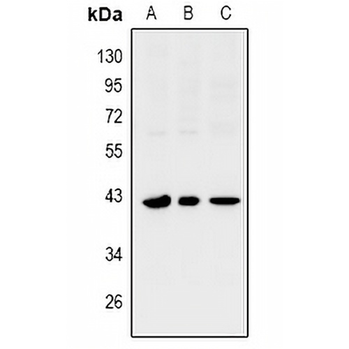 SIX1 Rabbit Polyclonal Antibody