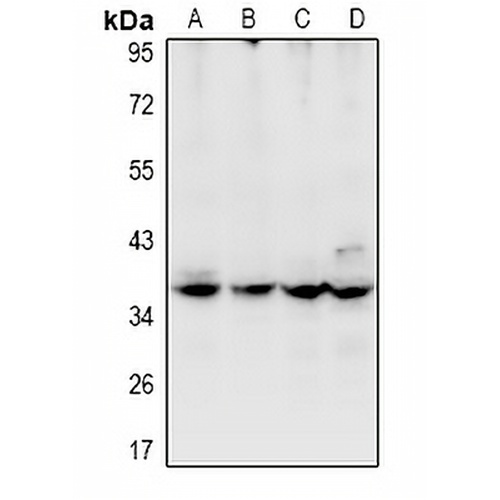 USP50 Rabbit Polyclonal Antibody