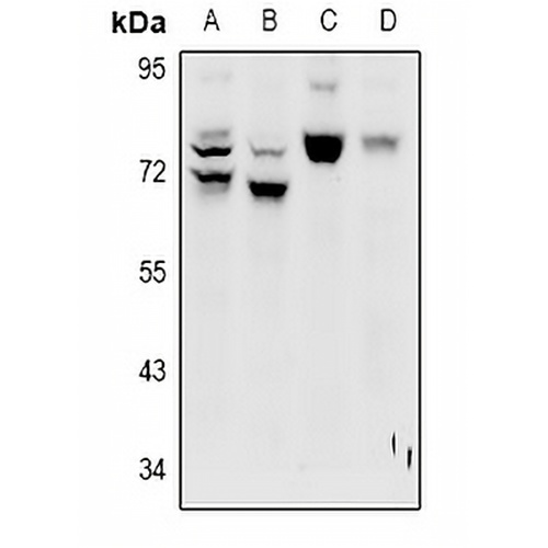 LRP10 Rabbit Polyclonal Antibody