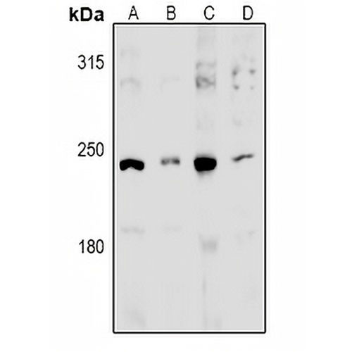 MED13L Rabbit Polyclonal Antibody
