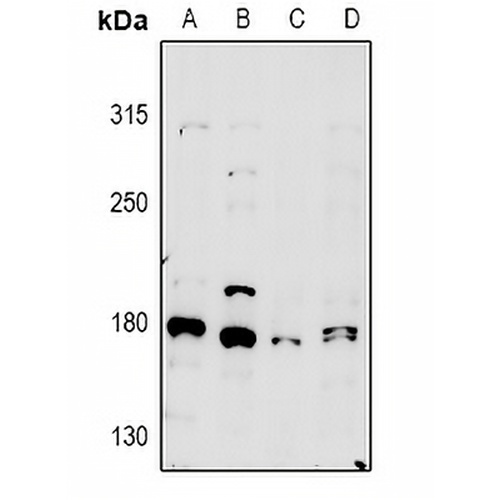 MYO5A Rabbit Polyclonal Antibody