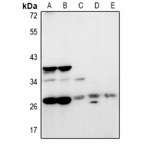 NRBF2 Rabbit Polyclonal Antibody