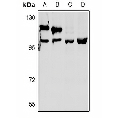 OXR1 Rabbit Polyclonal Antibody