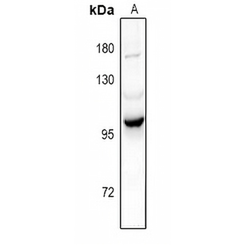 PI3K p101 Rabbit Polyclonal Antibody