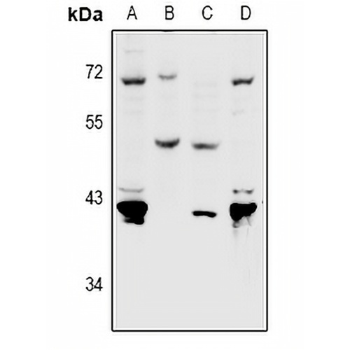 Nectin 4 Rabbit Polyclonal Antibody