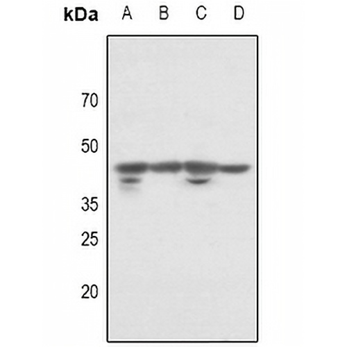 p46 Rabbit Polyclonal Antibody