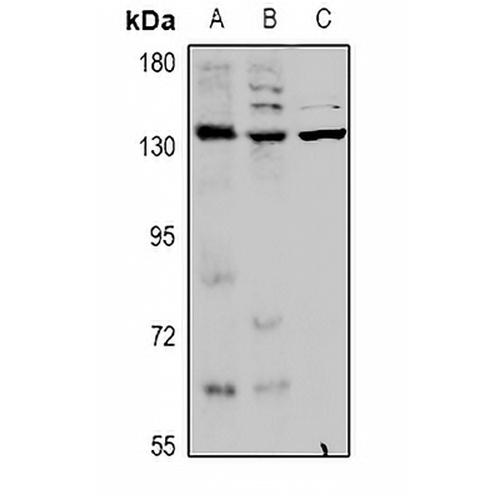 KCNT1 Rabbit Polyclonal Antibody
