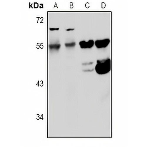 Kv5.1 Rabbit Polyclonal Antibody
