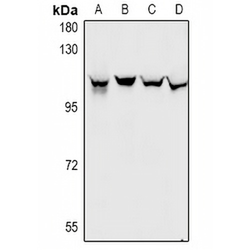 Gemin3 Rabbit Polyclonal Antibody
