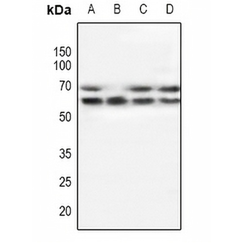 POTEG Rabbit Polyclonal Antibody