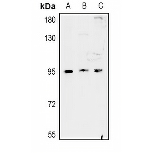 FAM35A Rabbit Polyclonal Antibody