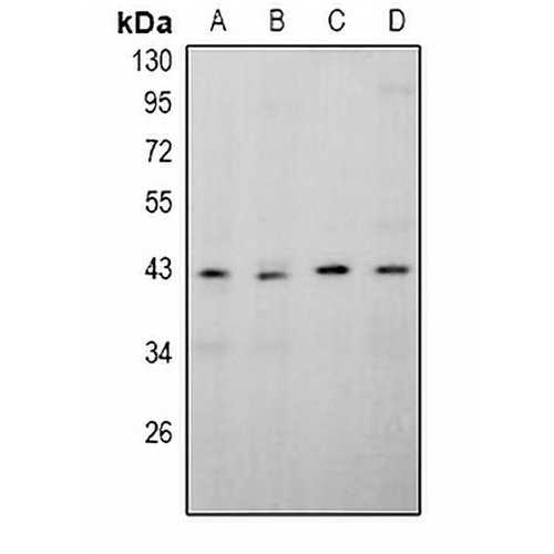 APOBEC4 Rabbit Polyclonal Antibody