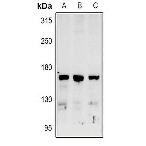 RAB3GAP2 Rabbit Polyclonal Antibody