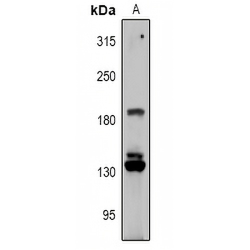 RGPD1/2/3/4/5/8 Rabbit Polyclonal Antibody
