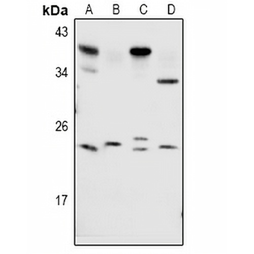 RAB1B Rabbit Polyclonal Antibody