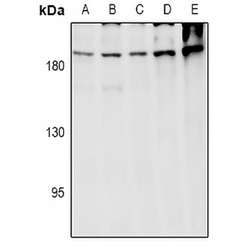 ARHGEF12 Rabbit Polyclonal Antibody