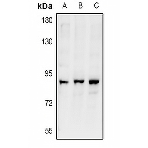 ARHGEF19 Rabbit Polyclonal Antibody