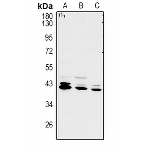 RCL1 Rabbit Polyclonal Antibody