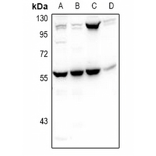 PHAX Rabbit Polyclonal Antibody
