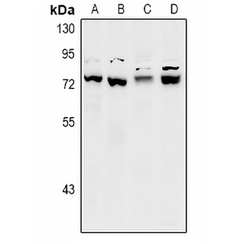 SLY1 Rabbit Polyclonal Antibody