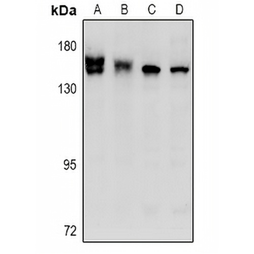 STK36 Rabbit Polyclonal Antibody