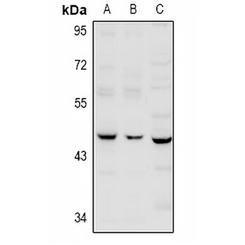 Serpin B12 Rabbit Polyclonal Antibody