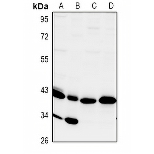 CD172g Rabbit Polyclonal Antibody