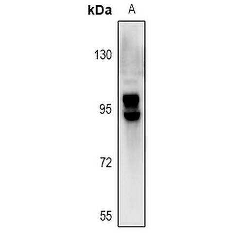 OATP2 Rabbit Polyclonal Antibody