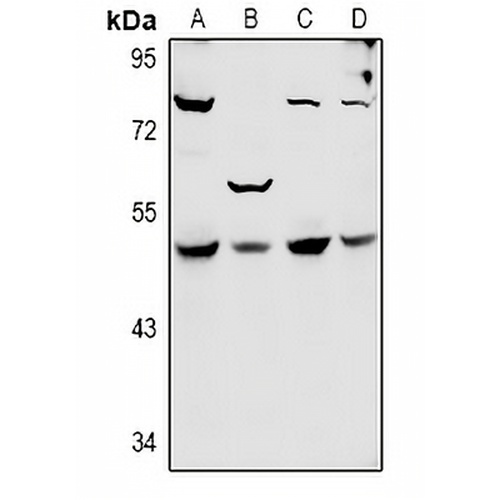SYT11 Rabbit Polyclonal Antibody