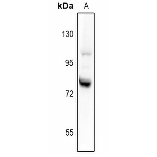 Granuphilin Rabbit Polyclonal Antibody