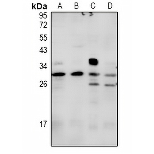 Syndecan 2 Rabbit Polyclonal Antibody