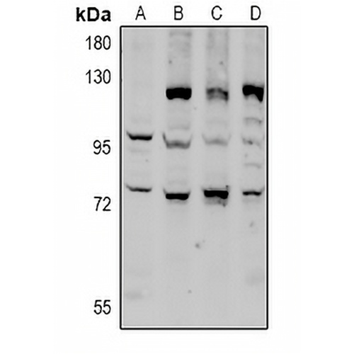 CD6 Rabbit Polyclonal Antibody