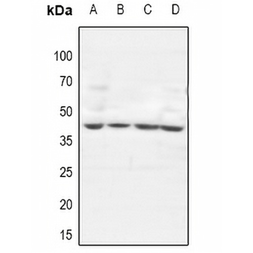 GTF3A Rabbit Polyclonal Antibody