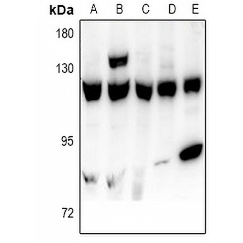 USP15 Rabbit Polyclonal Antibody